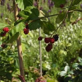Natchez Blackberry (Rubus fruticosus Natchez) Img 2